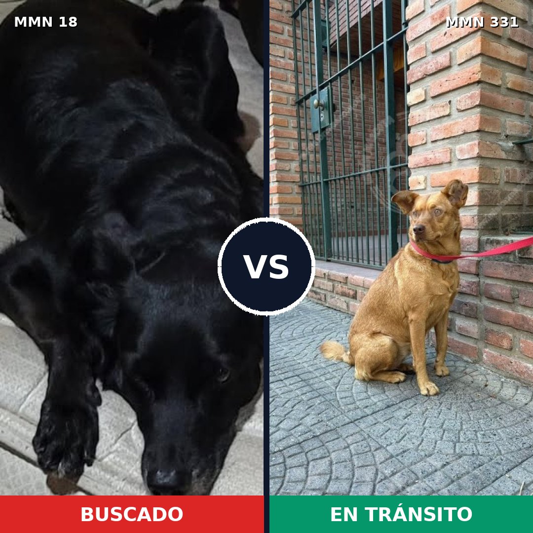 Comparativa MMS 905: mascota perdida y mascota encontrada, 56% de similitud