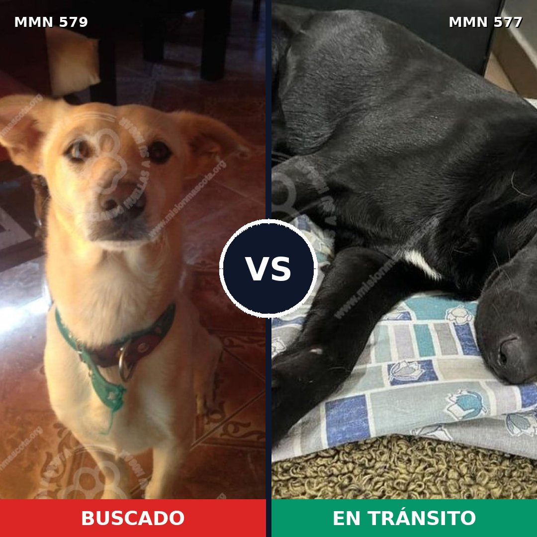 Comparativa MMS 9050: mascota perdida y mascota encontrada, 57% de similitud