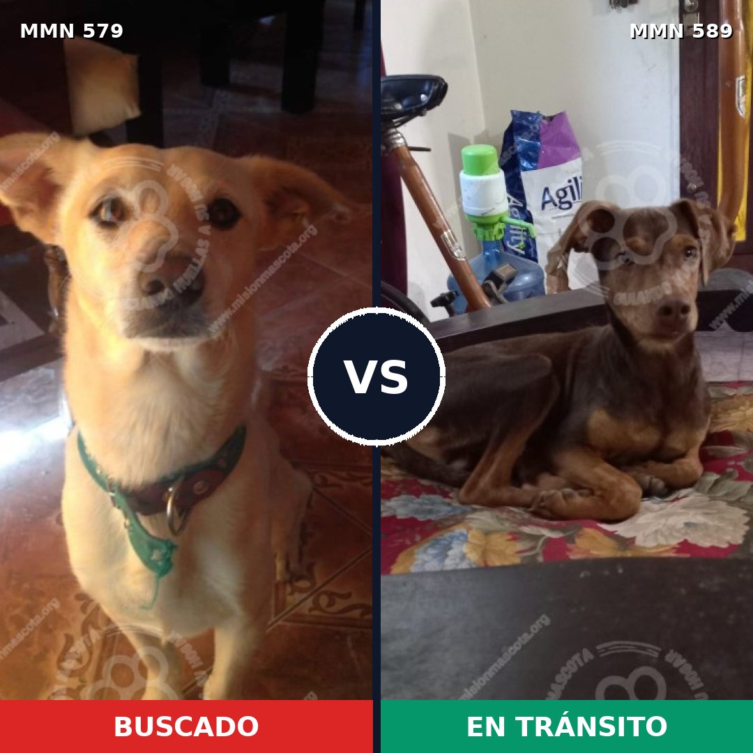 Comparativa MMS 9051: mascota perdida y mascota encontrada, 16% de similitud