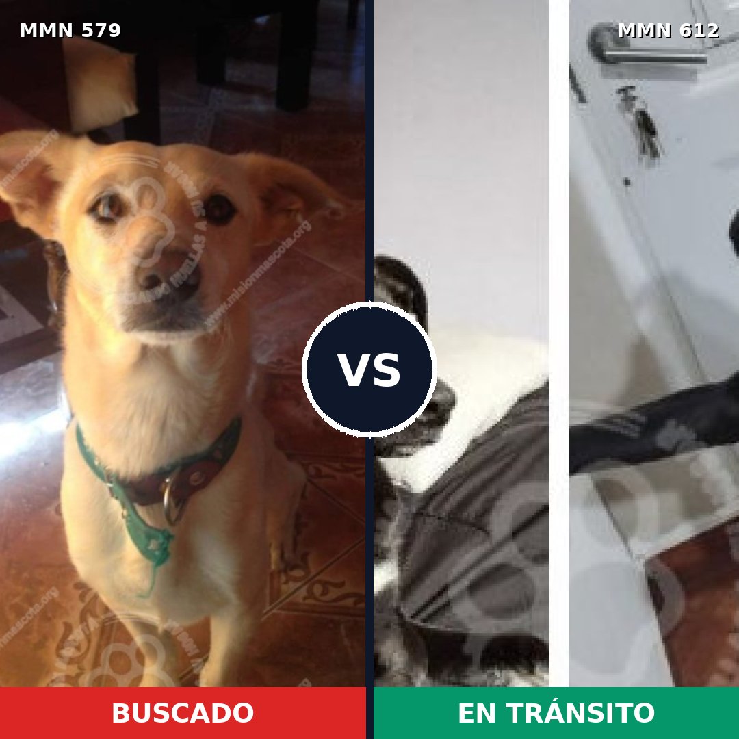 Comparativa MMS 9053: mascota perdida y mascota encontrada, 57% de similitud