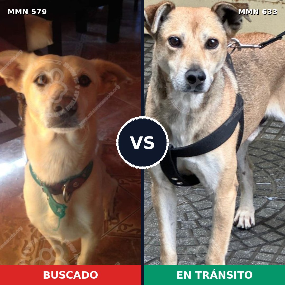 Comparativa MMS 9054: mascota perdida y mascota encontrada, 62% de similitud