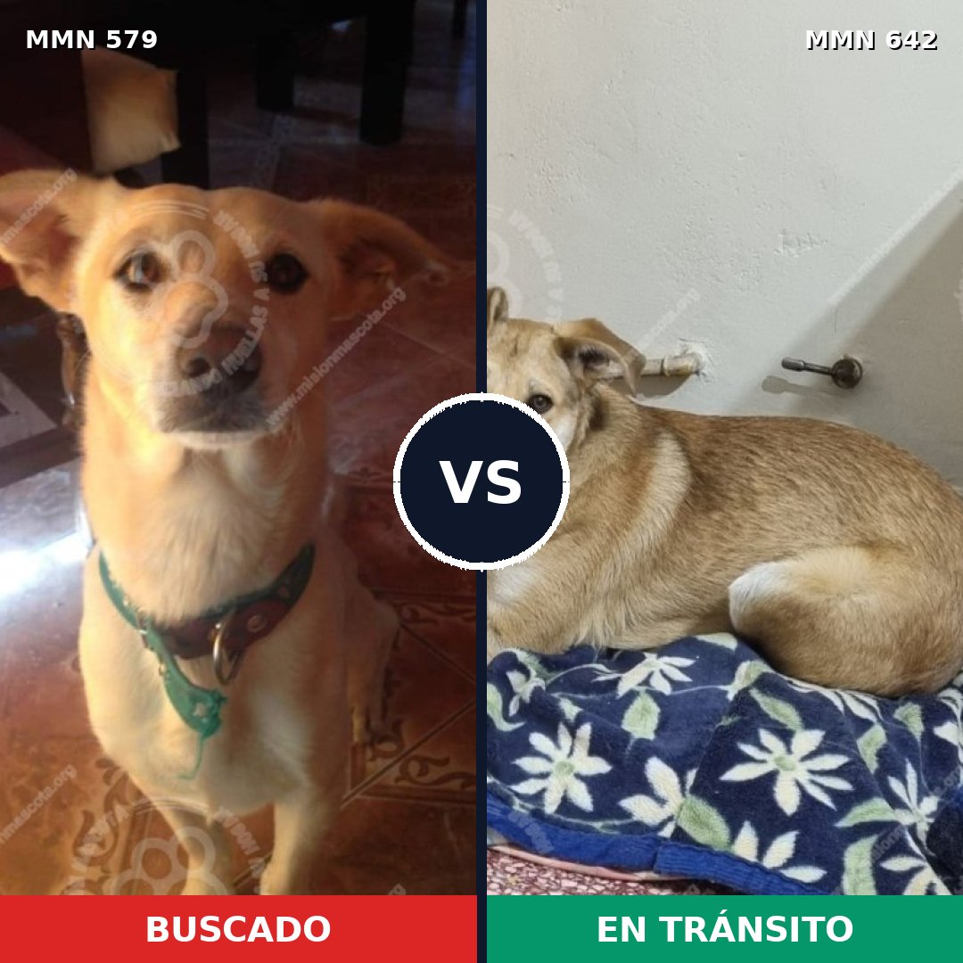 Comparativa MMS 9055: mascota perdida y mascota encontrada, 21% de similitud