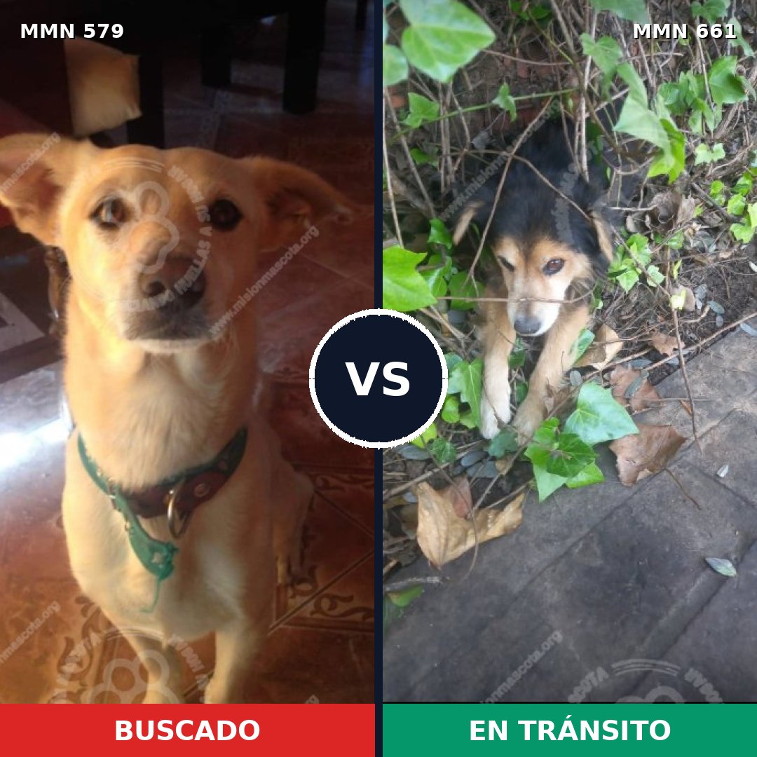 Comparativa MMS 9056: mascota perdida y mascota encontrada, 22% de similitud