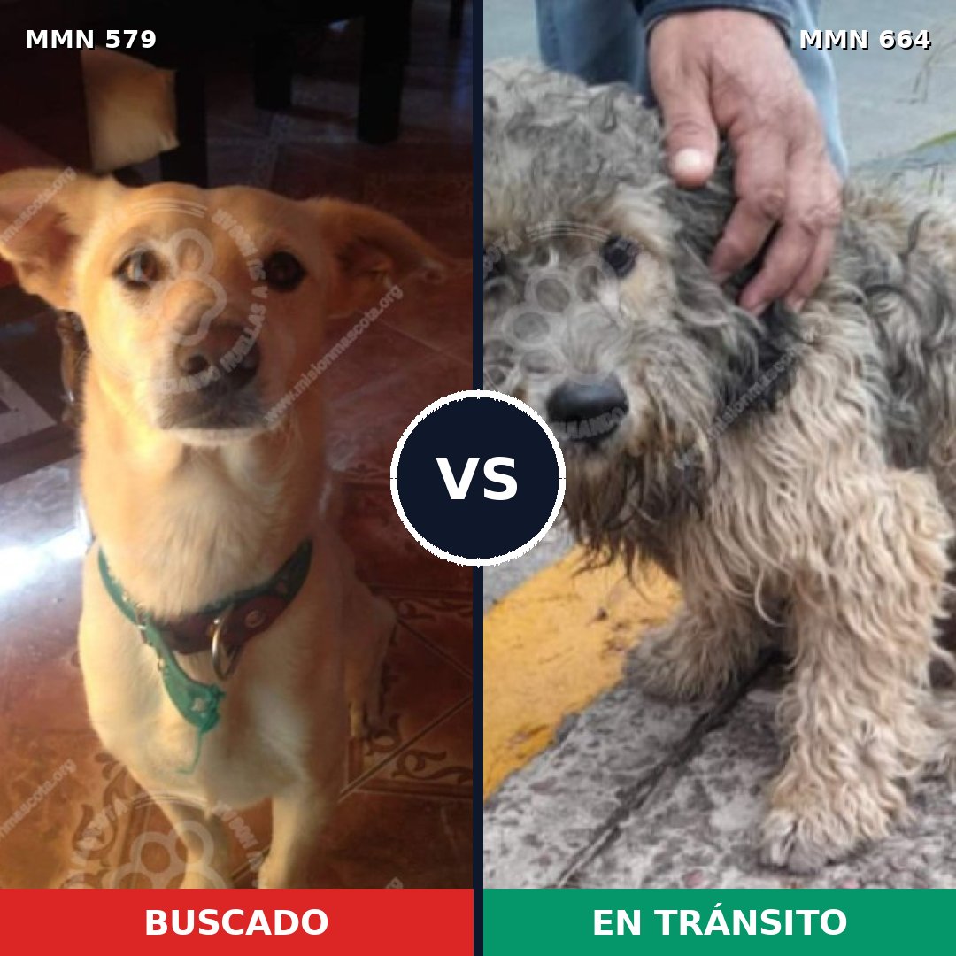 Comparativa MMS 9057: mascota perdida y mascota encontrada, 62% de similitud