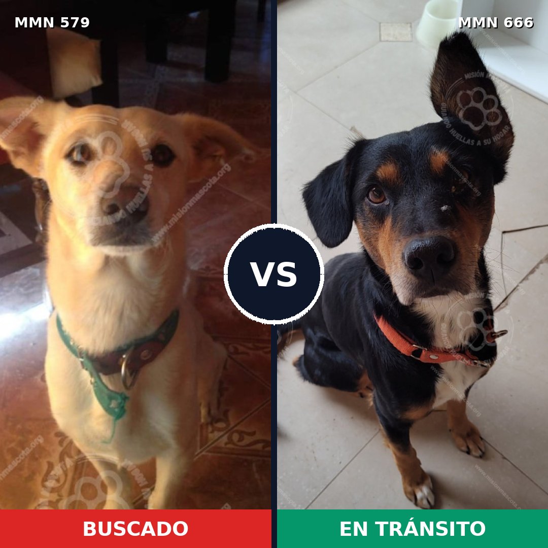 Comparativa MMS 9058: mascota perdida y mascota encontrada, 63% de similitud