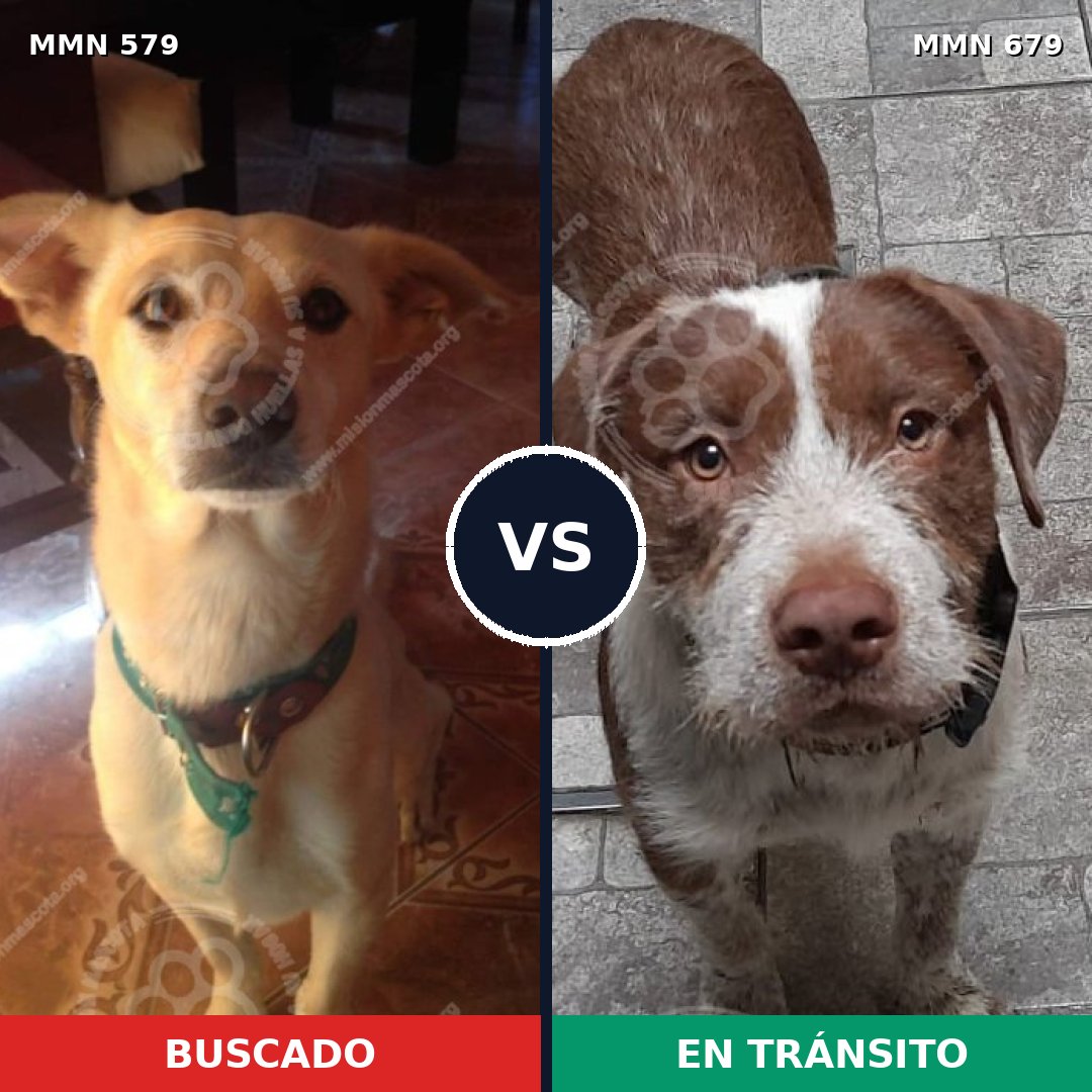 Comparativa MMS 9059: mascota perdida y mascota encontrada, 13% de similitud