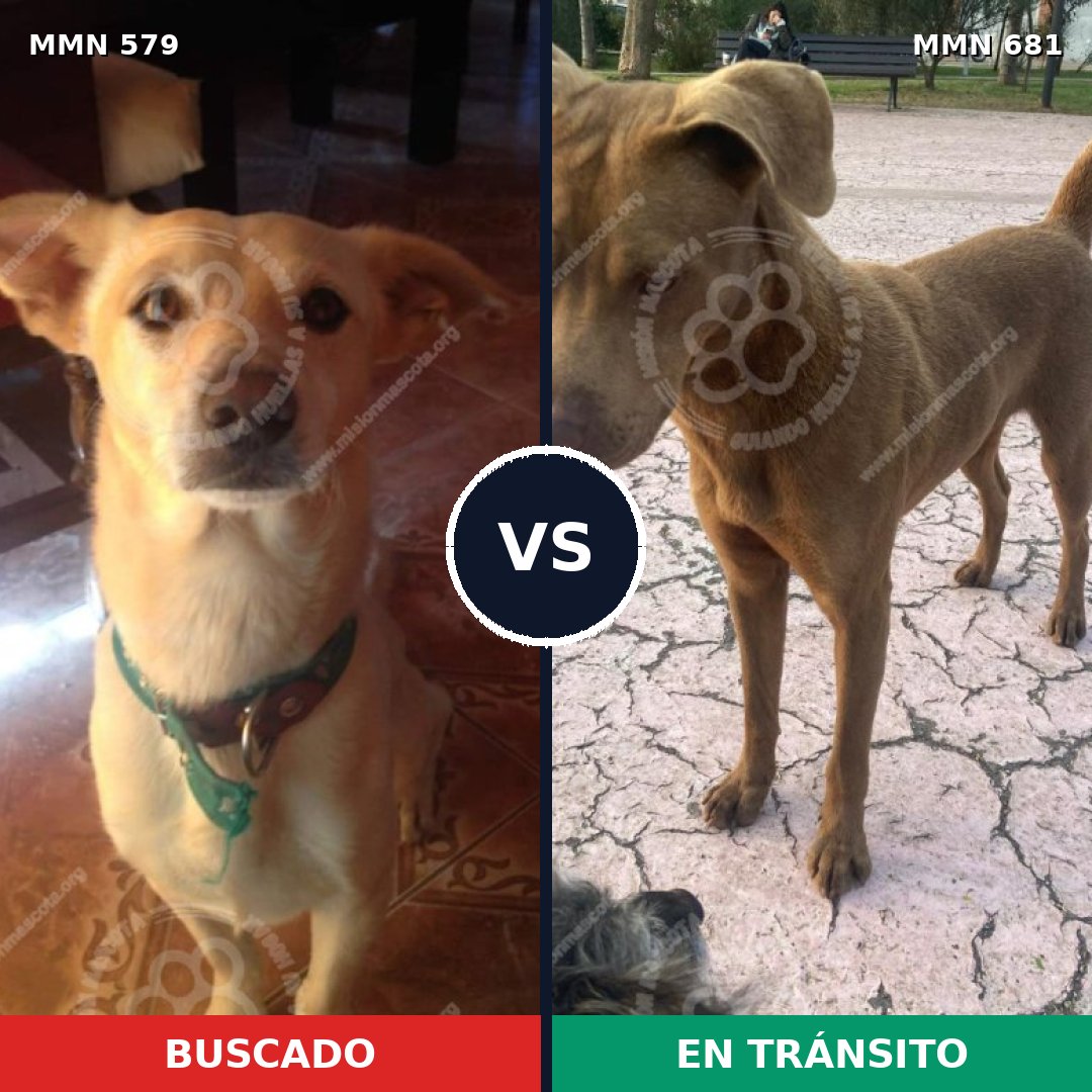 Comparativa MMS 9061: mascota perdida y mascota encontrada, 20% de similitud