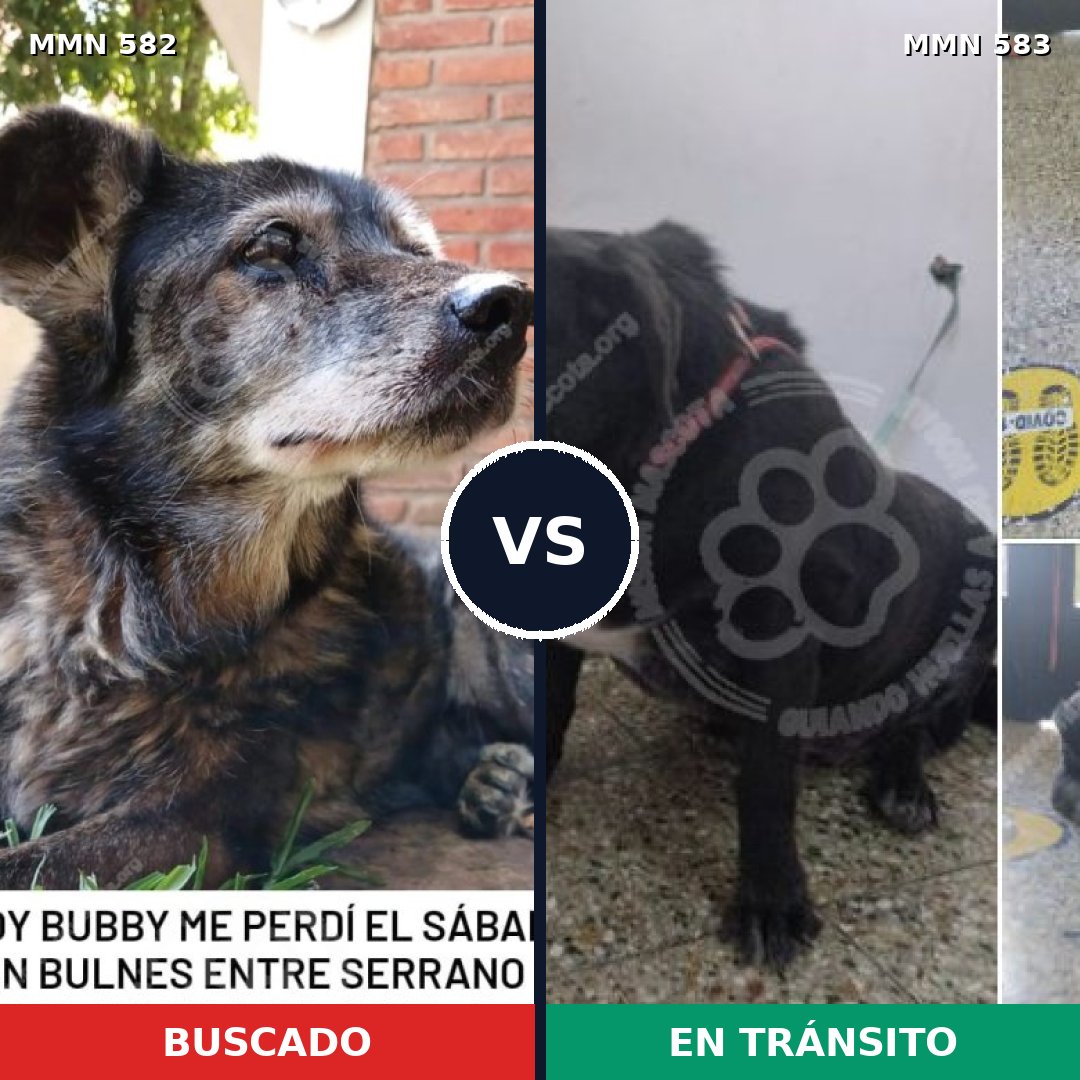 Comparativa MMS 9062: mascota perdida y mascota encontrada, 72% de similitud