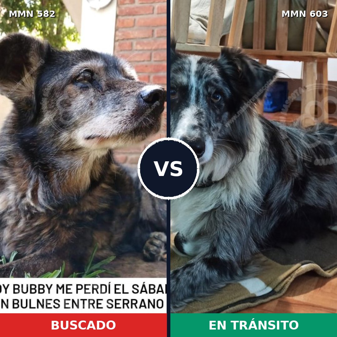 Comparativa MMS 9063: mascota perdida y mascota encontrada, 26% de similitud