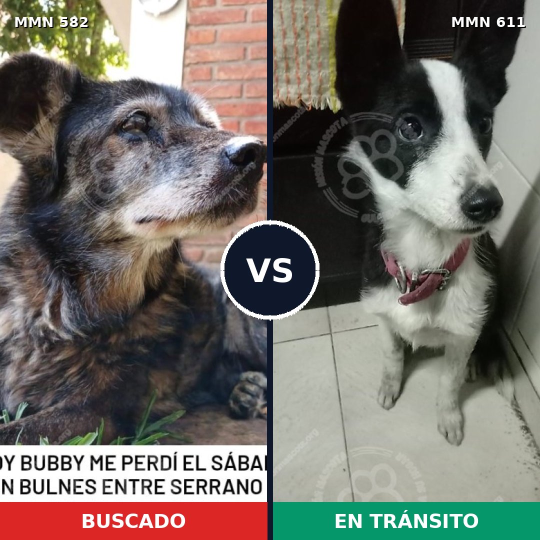 Comparativa MMS 9064: mascota perdida y mascota encontrada, 70% de similitud