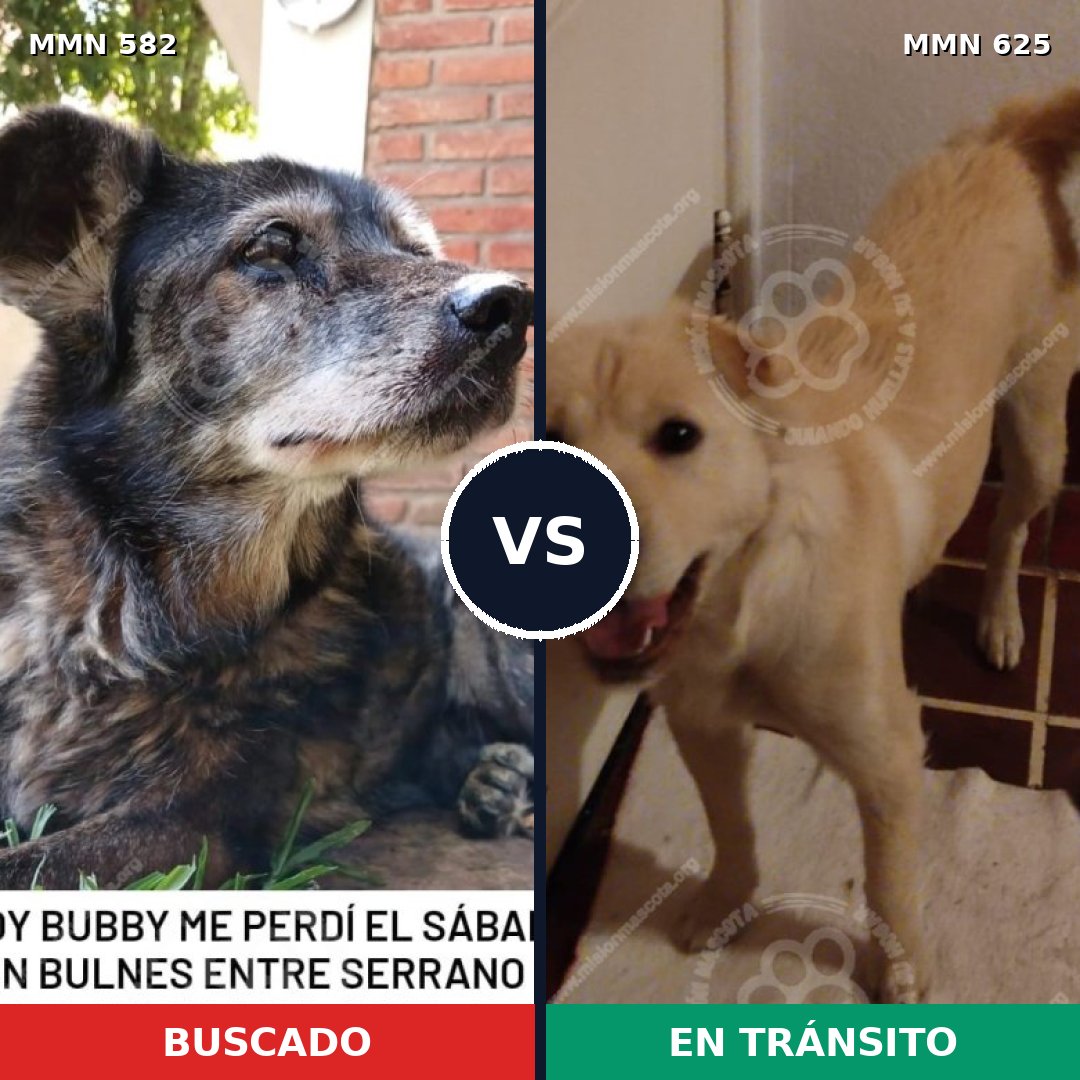 Comparativa MMS 9065: mascota perdida y mascota encontrada, 61% de similitud