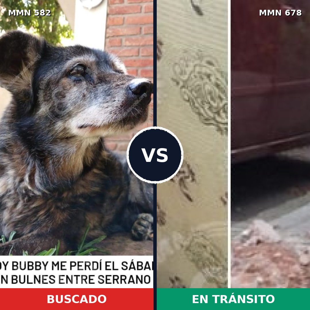 Comparativa MMS 9066: mascota perdida y mascota encontrada, 67% de similitud