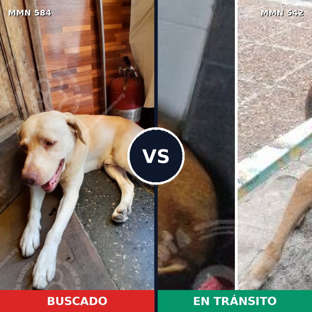 Comparativa MMS 9067: mascota perdida y mascota encontrada, 13% de similitud