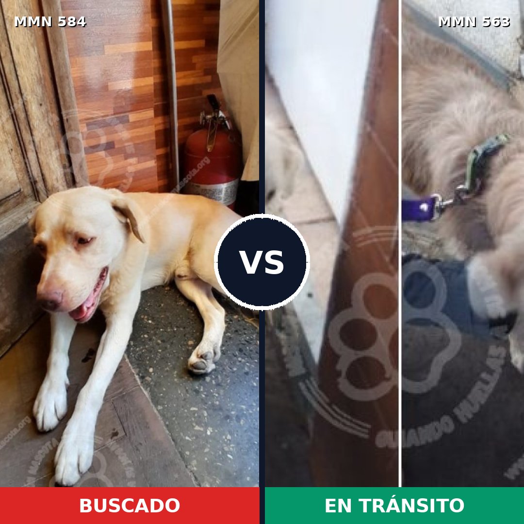 Comparativa MMS 9068: mascota perdida y mascota encontrada, 87% de similitud