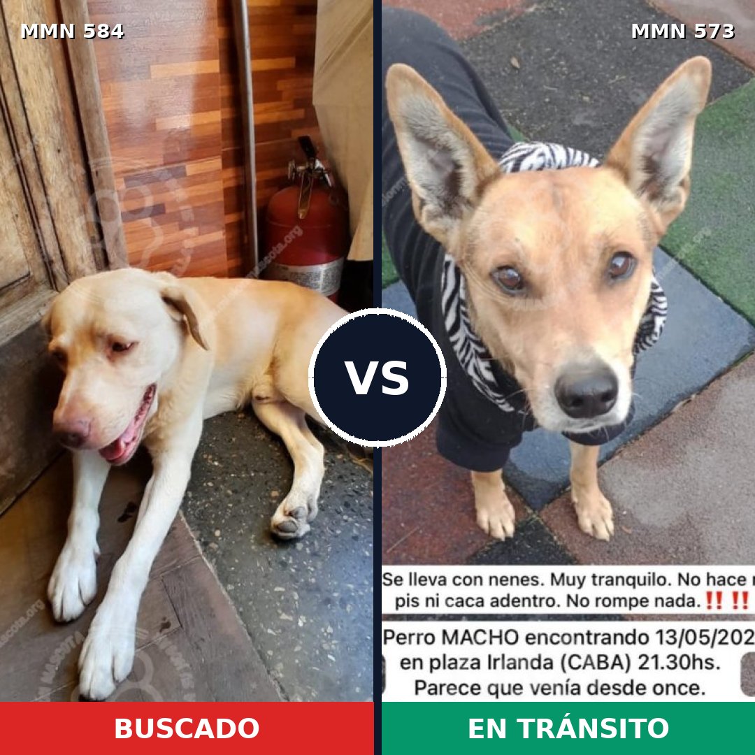 Comparativa MMS 9069: mascota perdida y mascota encontrada, 63% de similitud