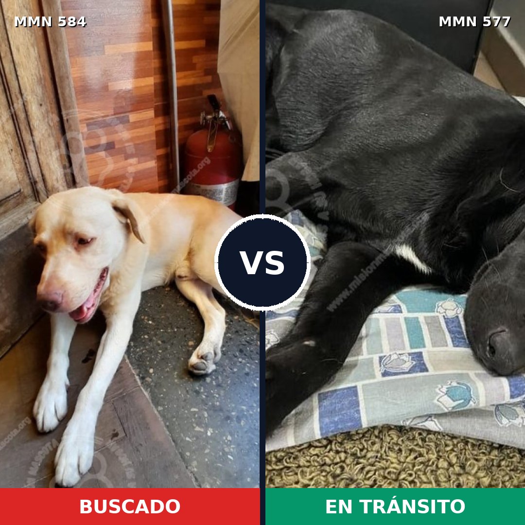 Comparativa MMS 9070: mascota perdida y mascota encontrada, 62% de similitud