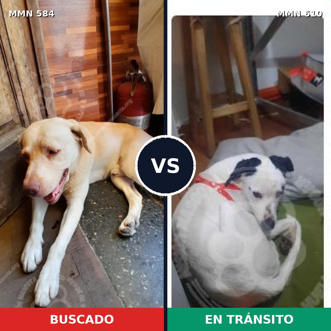 Comparativa MMS 9072: mascota perdida y mascota encontrada, 62% de similitud