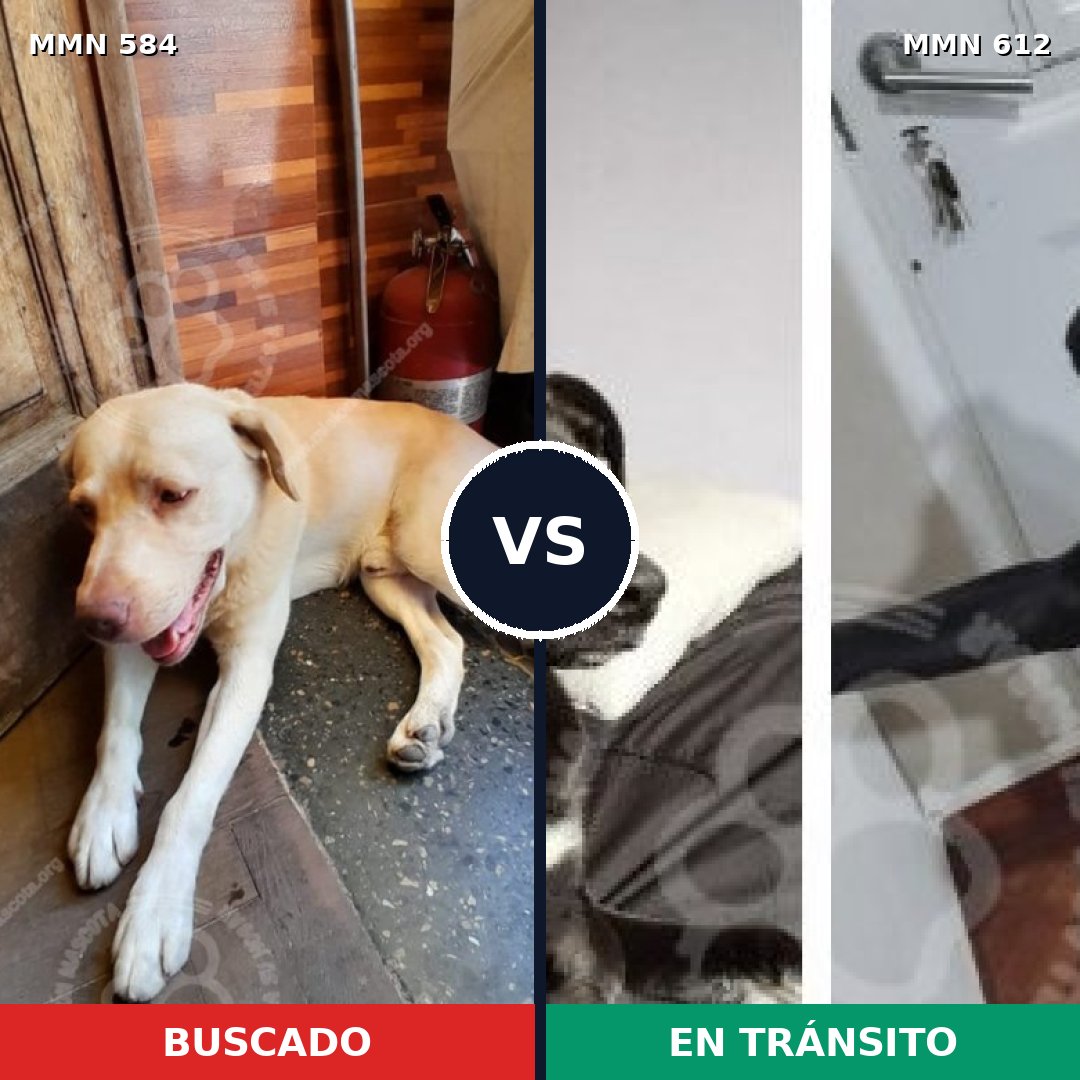 Comparativa MMS 9073: mascota perdida y mascota encontrada, 63% de similitud