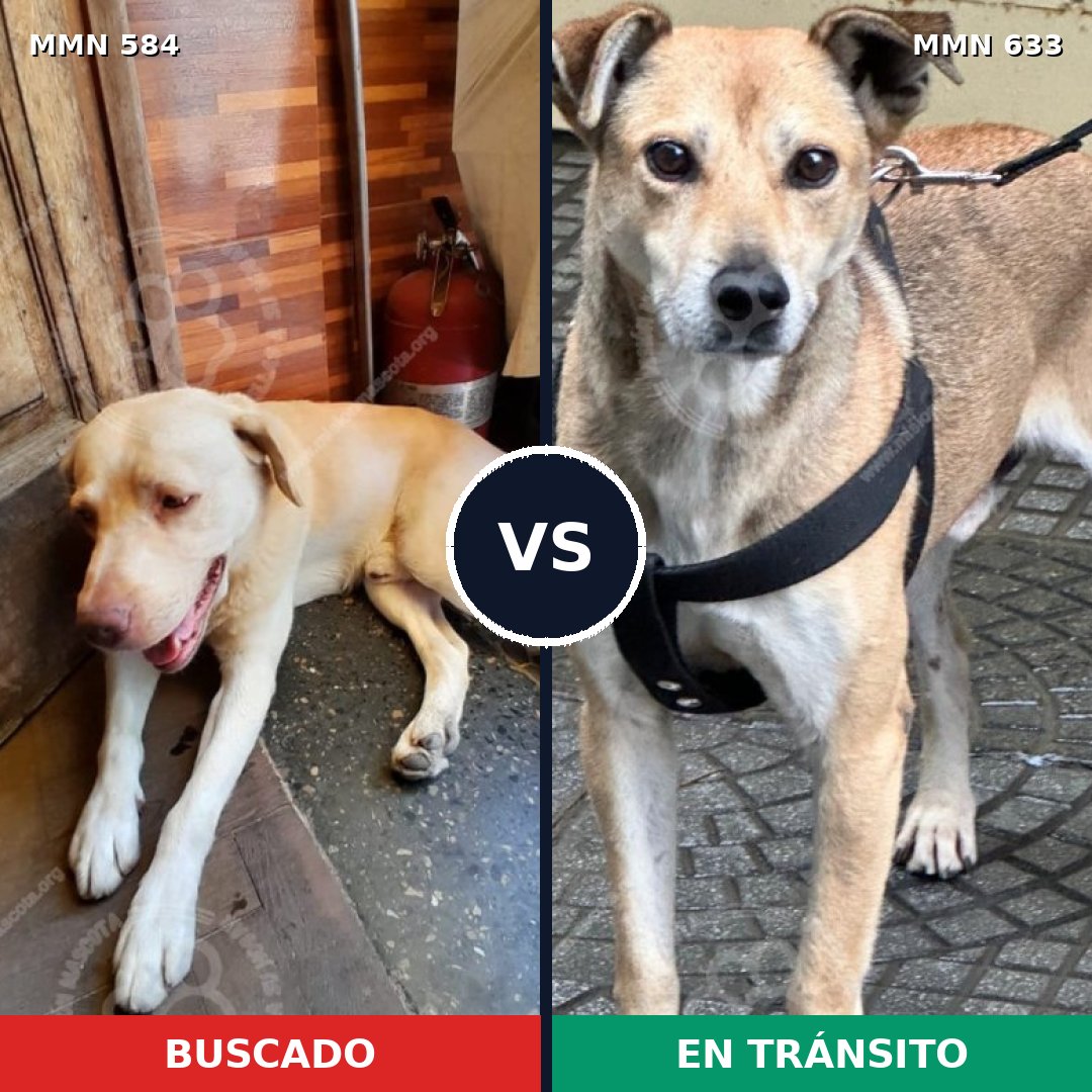 Comparativa MMS 9074: mascota perdida y mascota encontrada, 67% de similitud