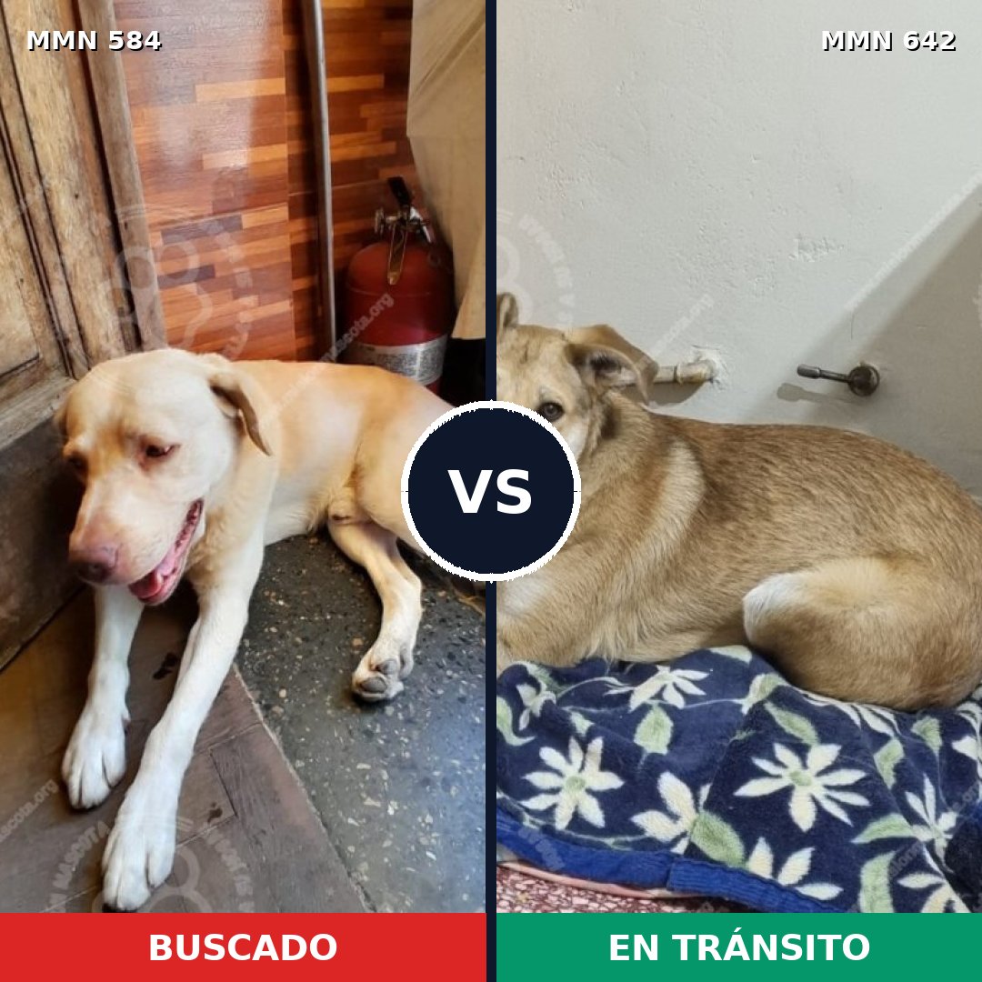 Comparativa MMS 9075: mascota perdida y mascota encontrada, 42% de similitud