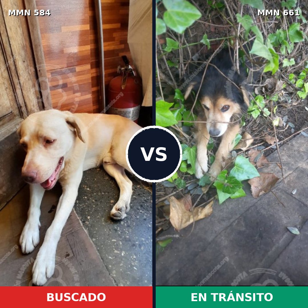 Comparativa MMS 9076: mascota perdida y mascota encontrada, 11% de similitud