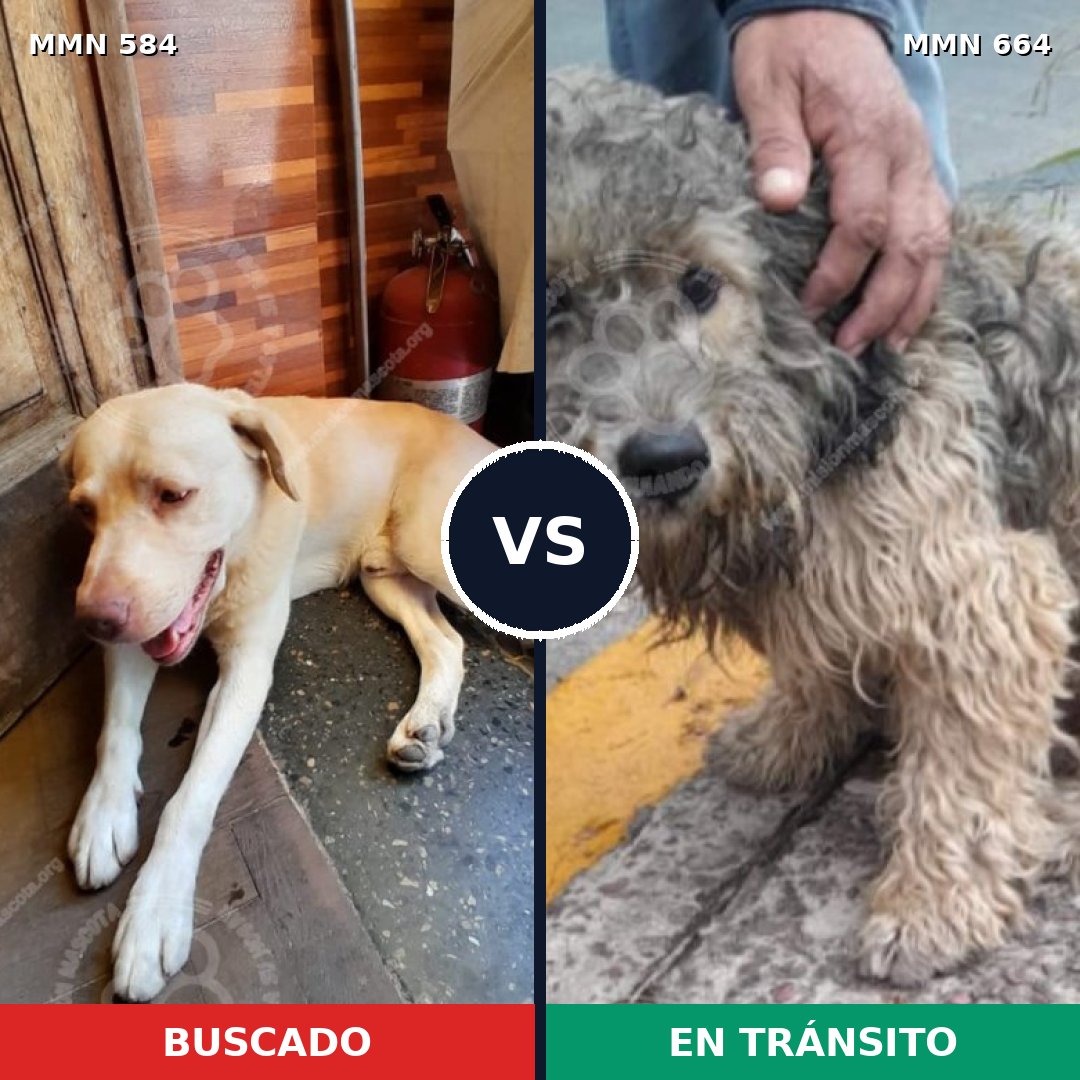 Comparativa MMS 9077: mascota perdida y mascota encontrada, 65% de similitud