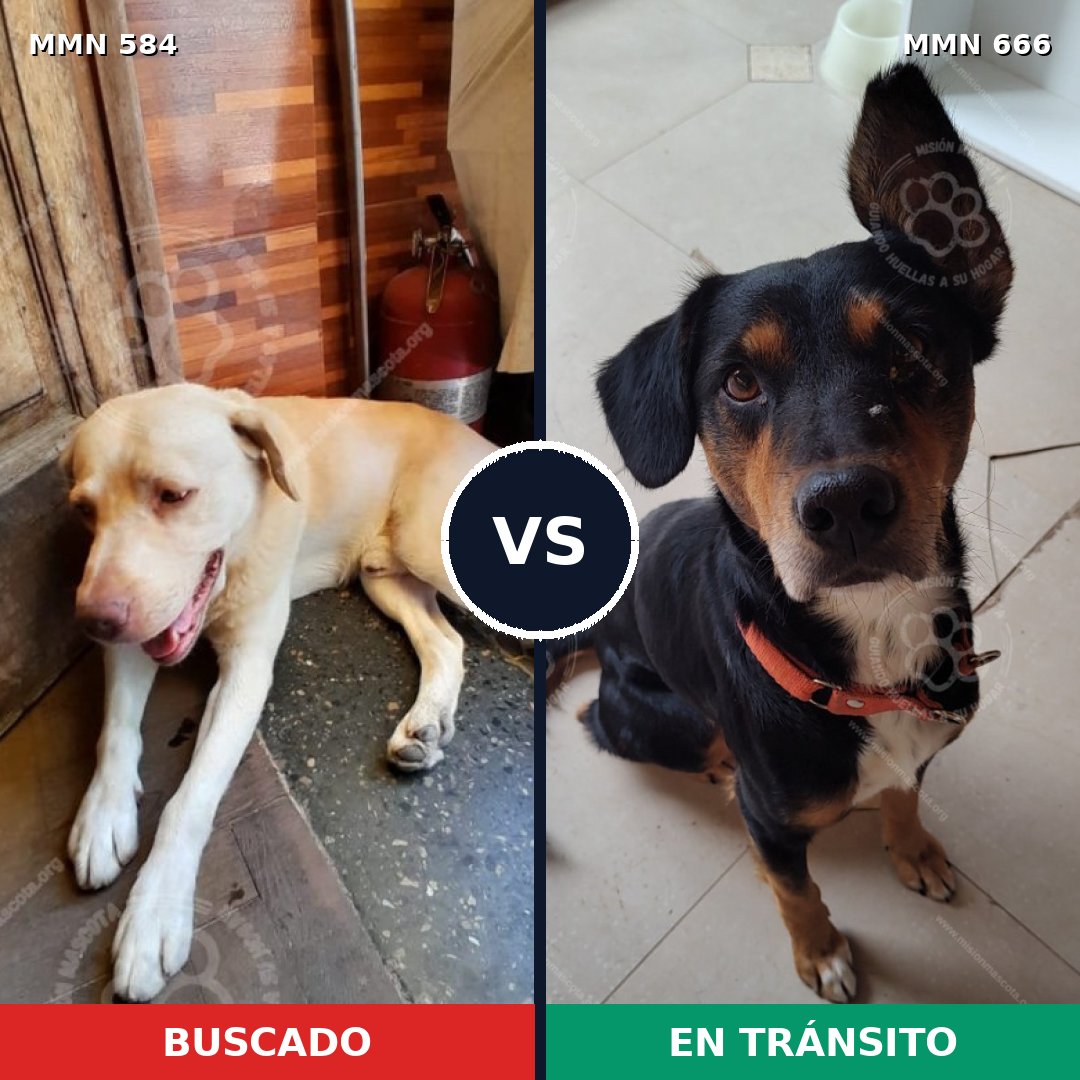 Comparativa MMS 9078: mascota perdida y mascota encontrada, 61% de similitud