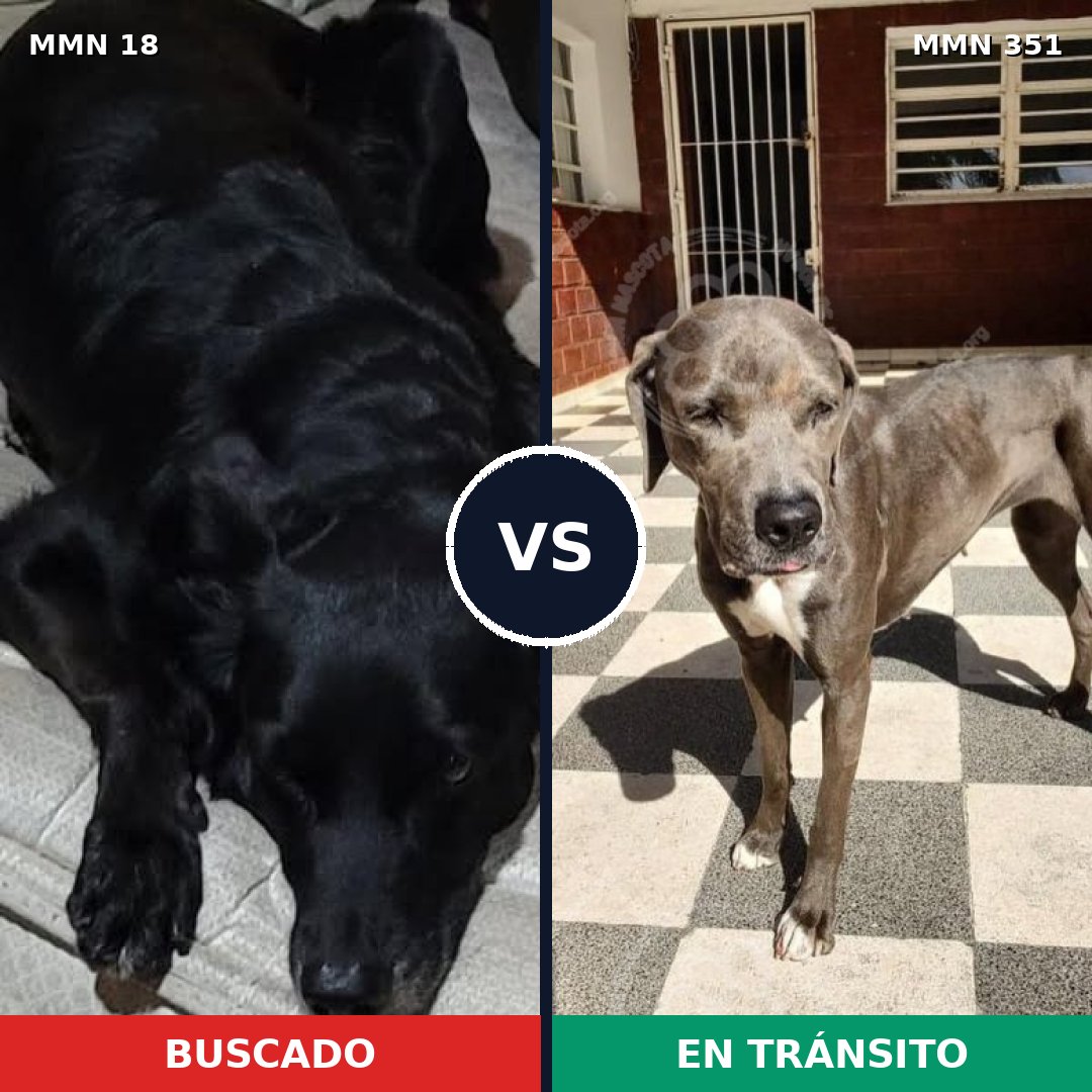Comparativa MMS 908: mascota perdida y mascota encontrada, 75% de similitud