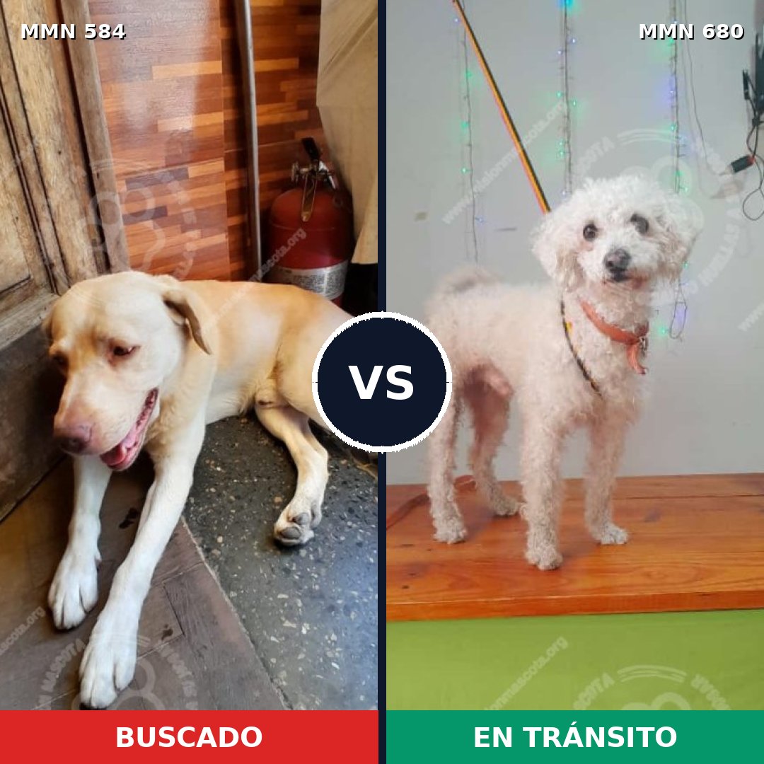 Comparativa MMS 9080: mascota perdida y mascota encontrada, 22% de similitud