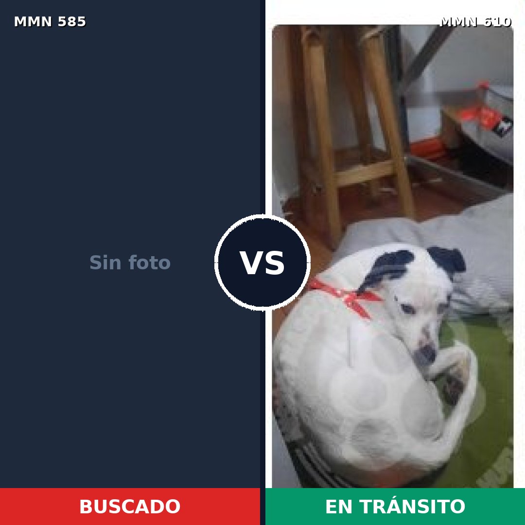 Comparativa MMS 9082: mascota perdida y mascota encontrada, 39% de similitud