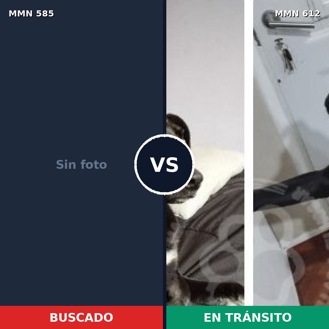 Comparativa MMS 9083: mascota perdida y mascota encontrada, 41% de similitud