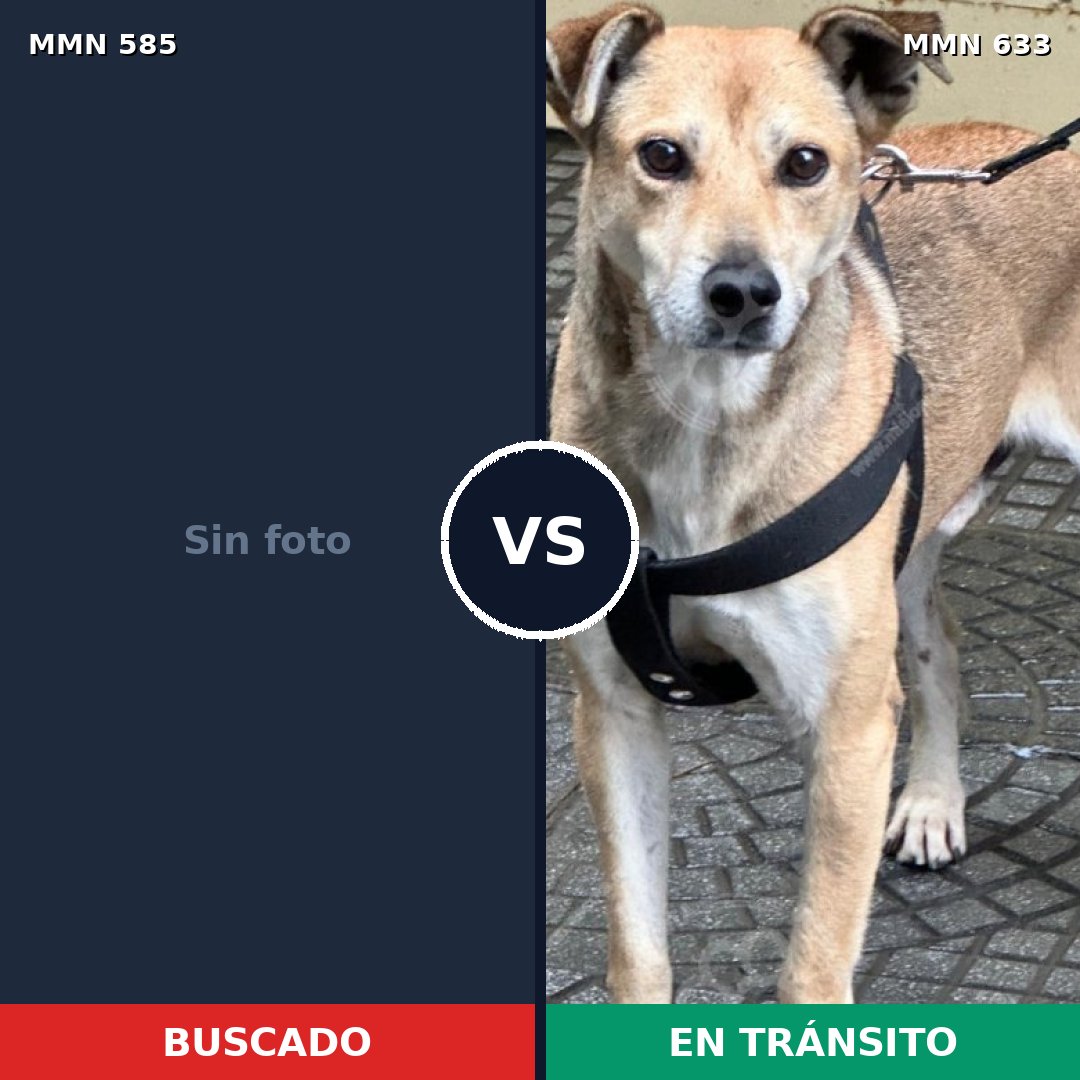 Comparativa MMS 9084: mascota perdida y mascota encontrada, 34% de similitud