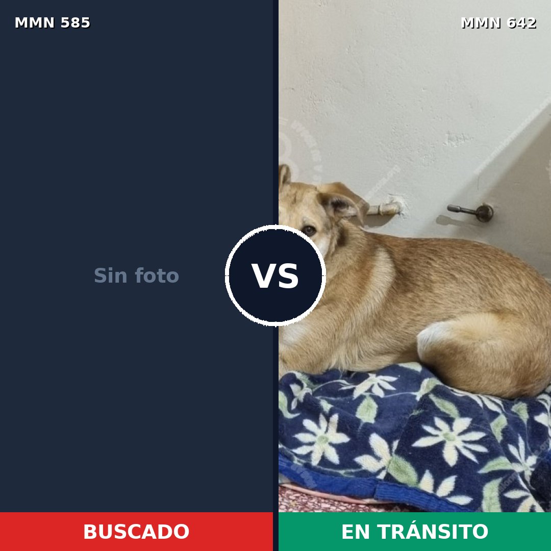Comparativa MMS 9085: mascota perdida y mascota encontrada, 43% de similitud