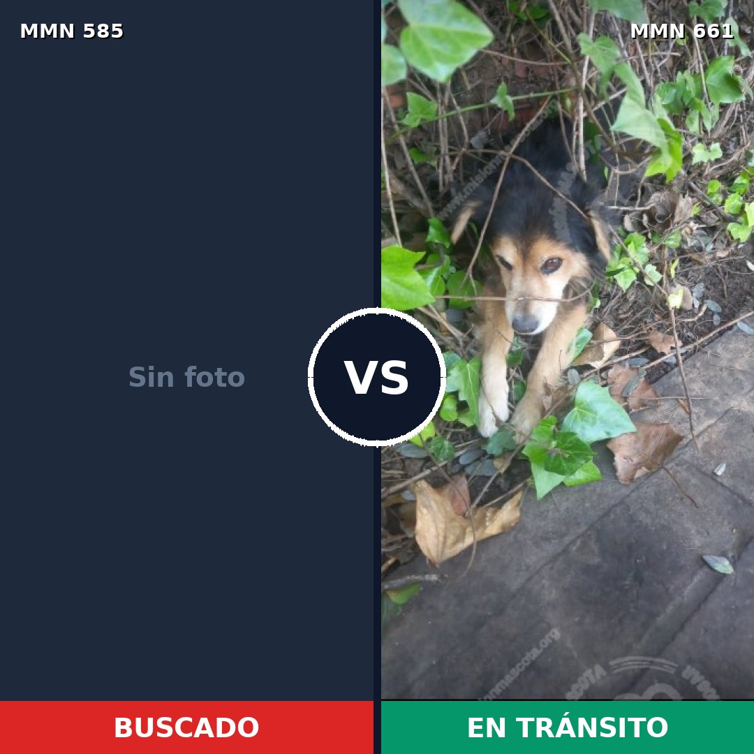 Comparativa MMS 9086: mascota perdida y mascota encontrada, 18% de similitud