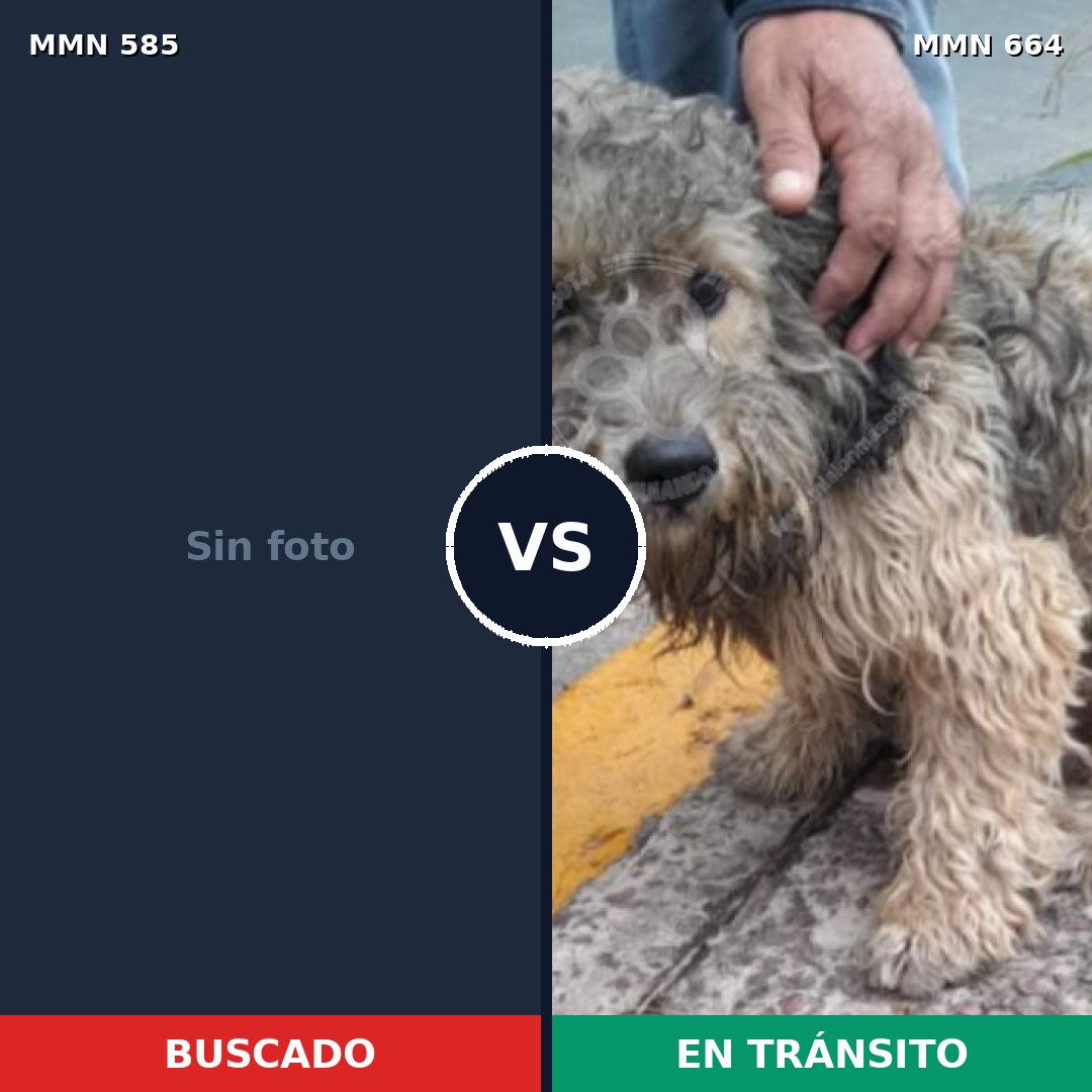 Comparativa MMS 9087: mascota perdida y mascota encontrada, 40% de similitud