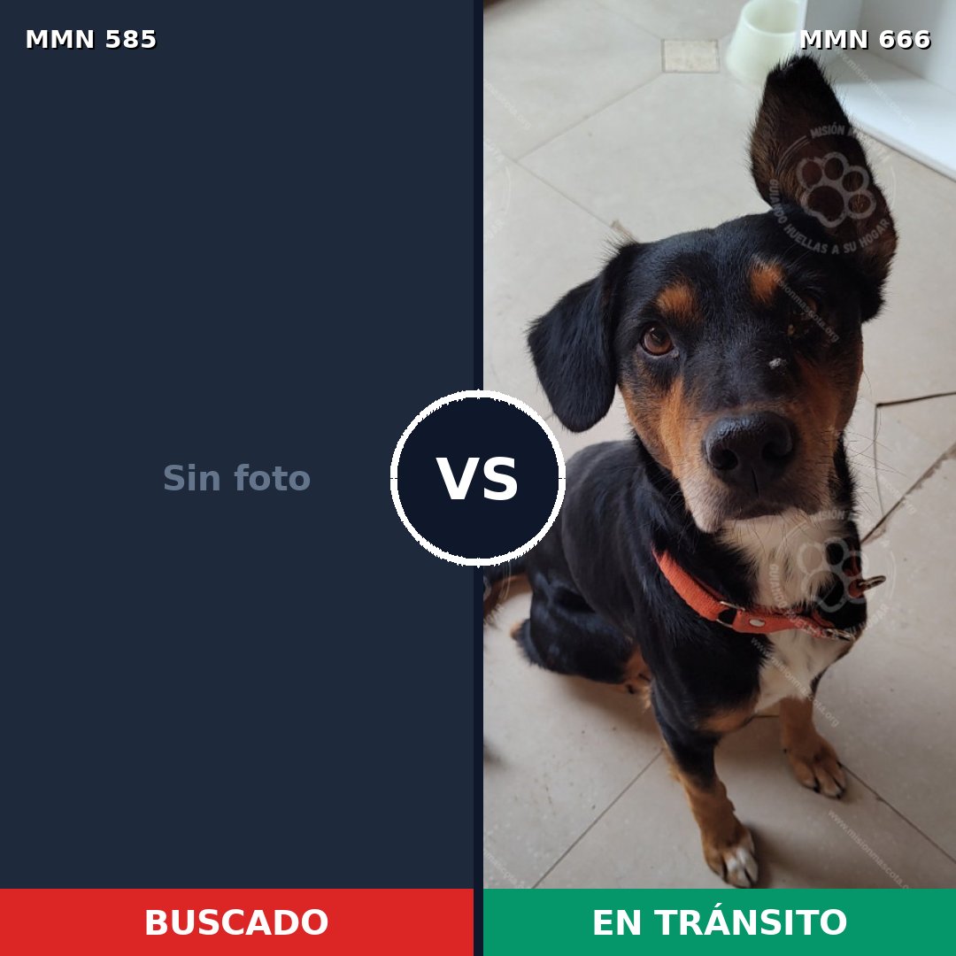 Comparativa MMS 9088: mascota perdida y mascota encontrada, 42% de similitud