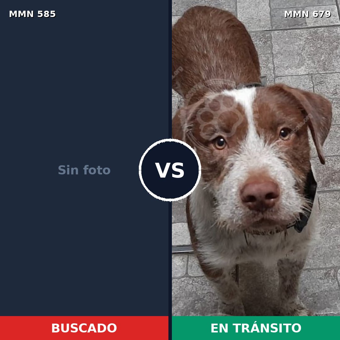 Comparativa MMS 9089: mascota perdida y mascota encontrada, 45% de similitud