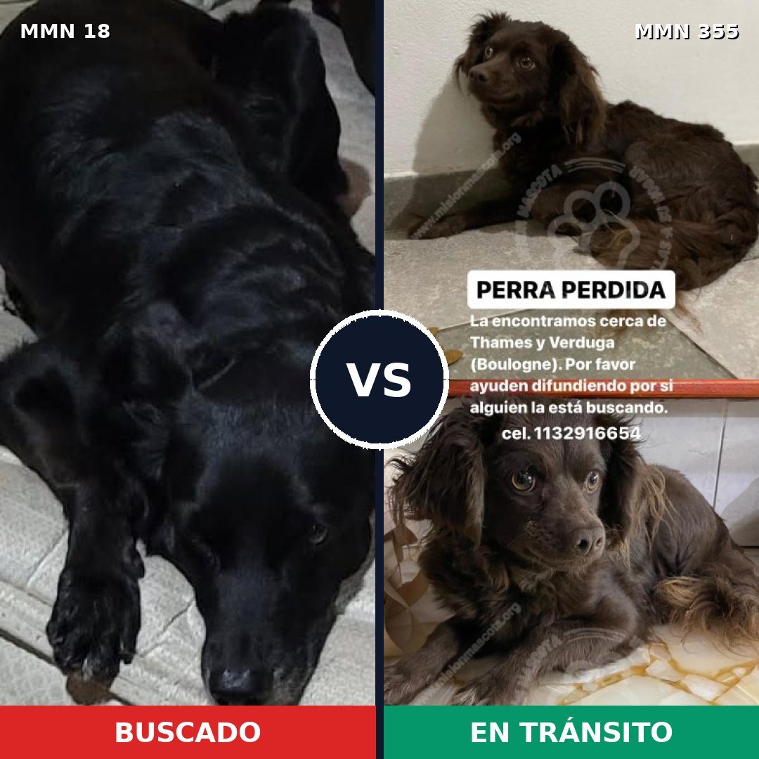 Comparativa MMS 909: mascota perdida y mascota encontrada, 56% de similitud