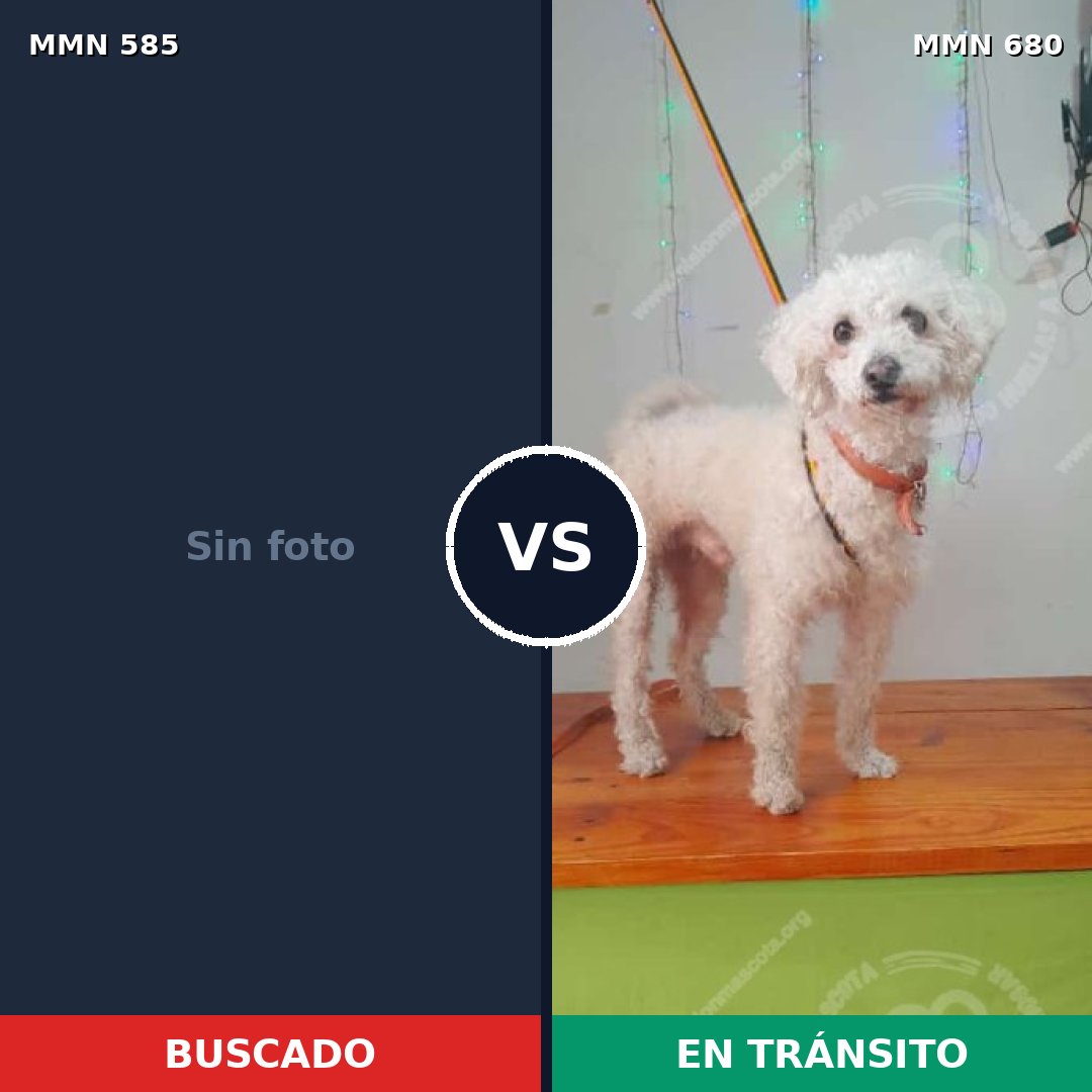 Comparativa MMS 9090: mascota perdida y mascota encontrada, 21% de similitud