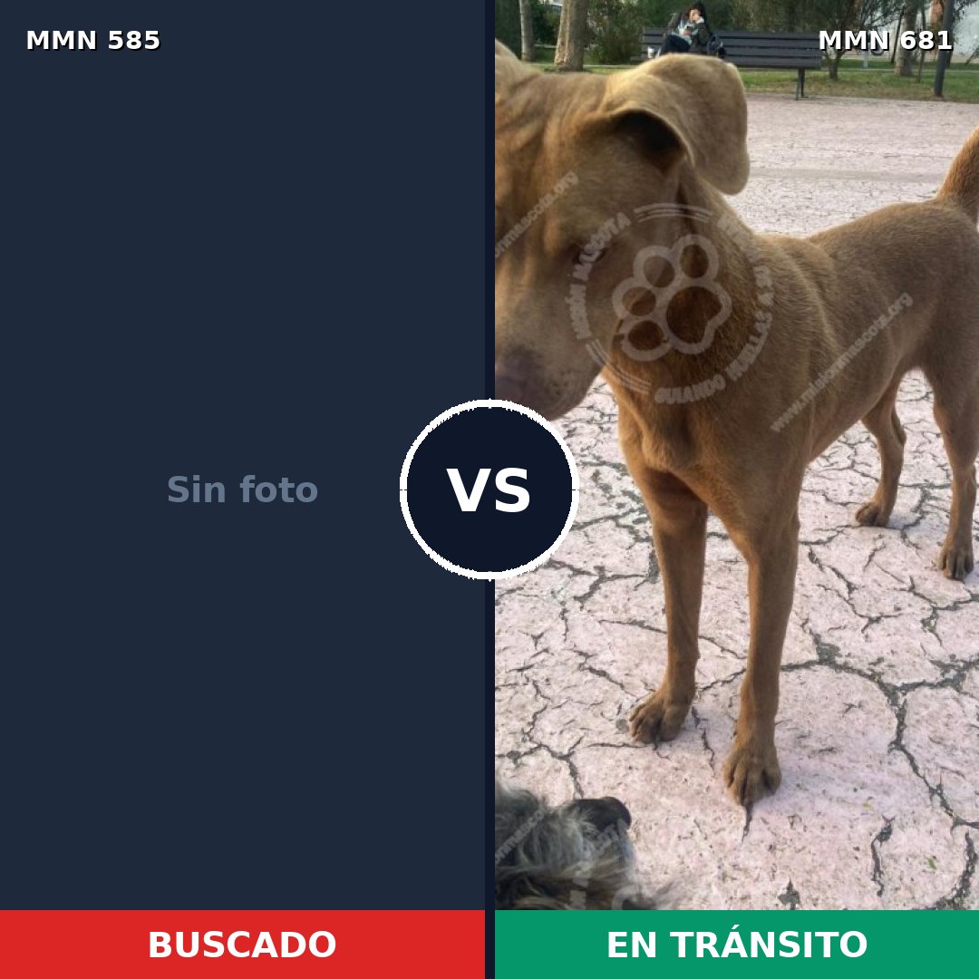 Comparativa MMS 9091: mascota perdida y mascota encontrada, 45% de similitud