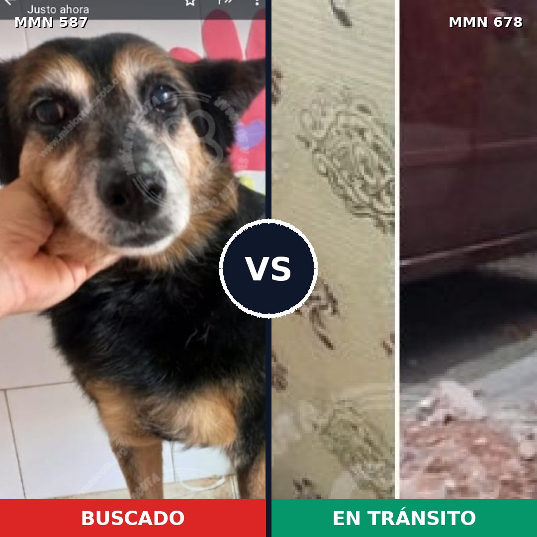 Comparativa MMS 9096: mascota perdida y mascota encontrada, 92% de similitud