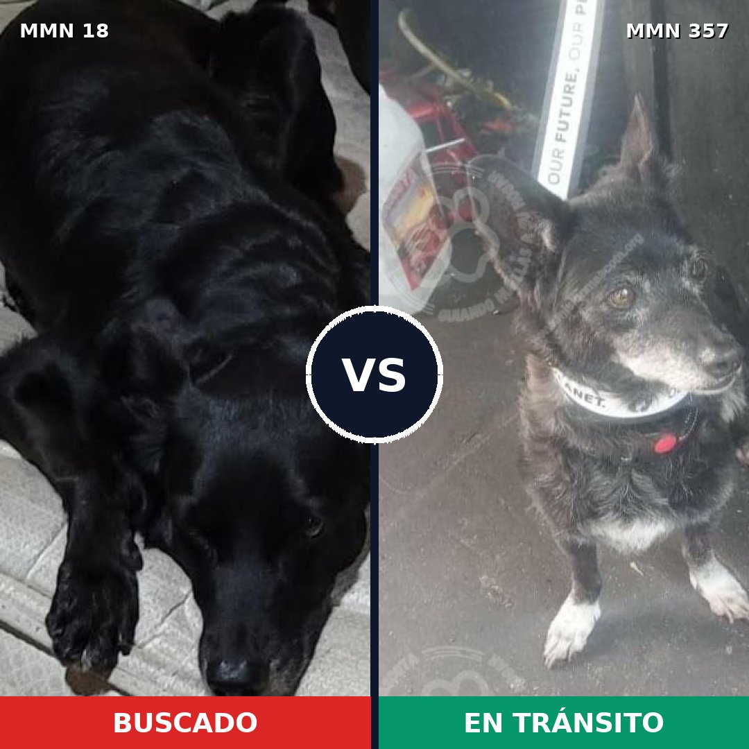 Comparativa MMS 910: mascota perdida y mascota encontrada, 74% de similitud