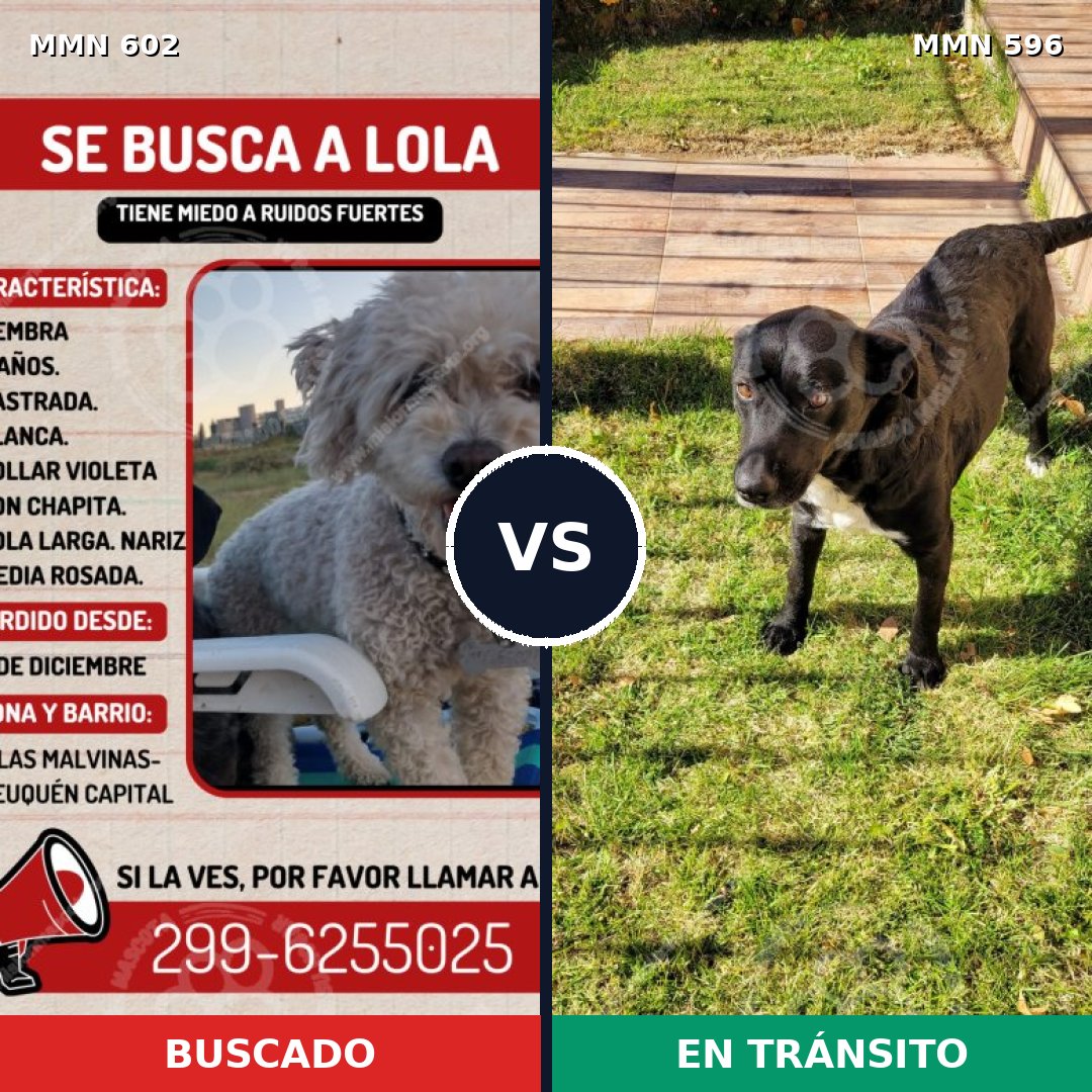 Comparativa MMS 9103: mascota perdida y mascota encontrada, 26% de similitud