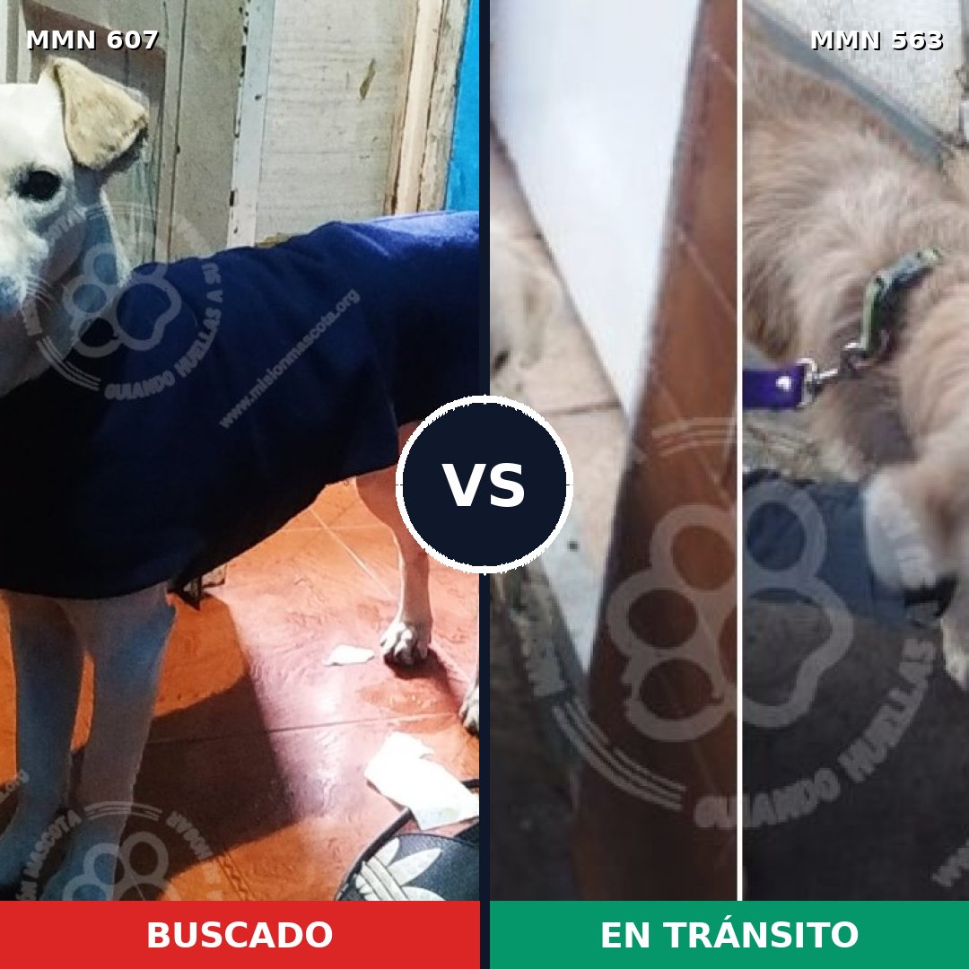 Comparativa MMS 9104: mascota perdida y mascota encontrada, 58% de similitud