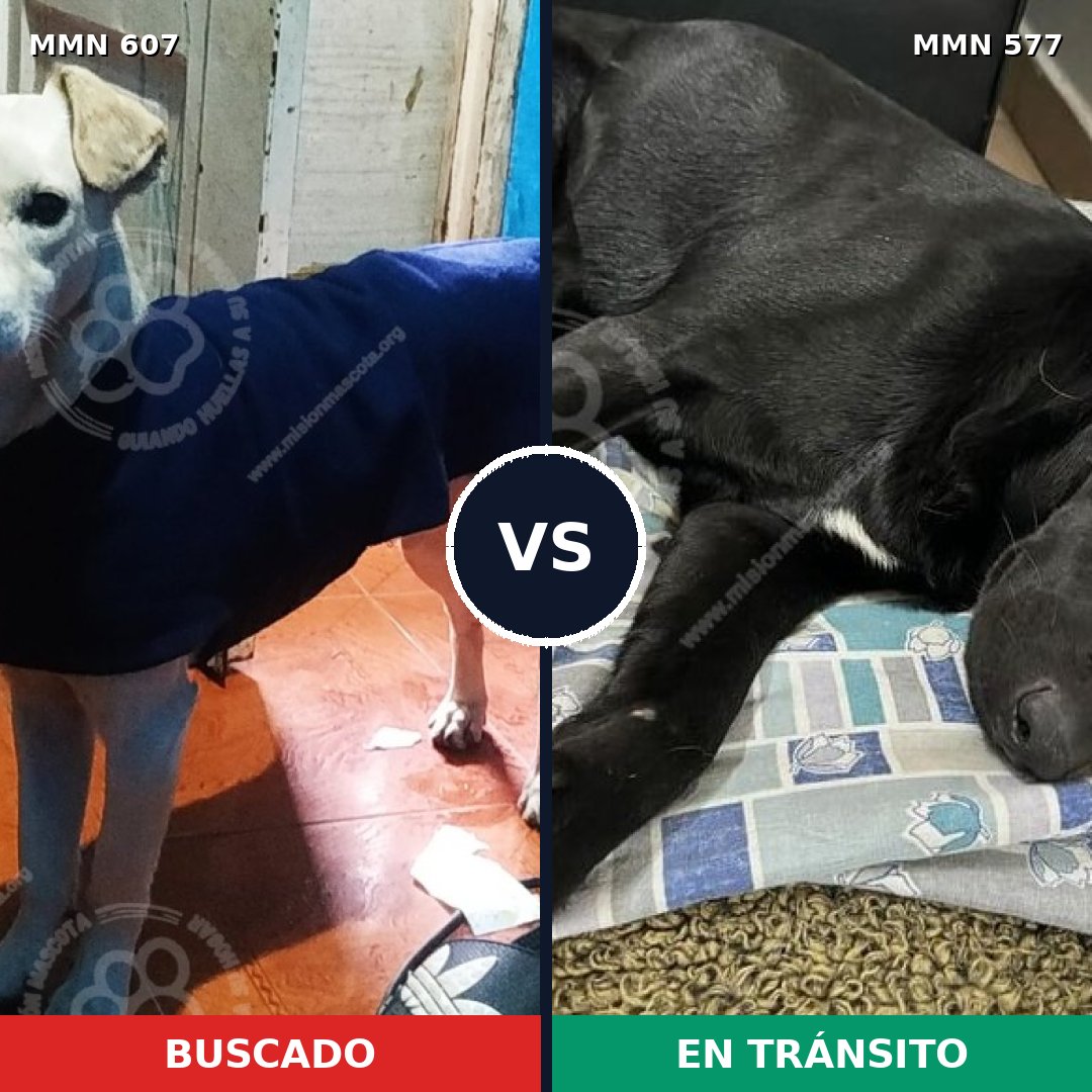 Comparativa MMS 9105: mascota perdida y mascota encontrada, 73% de similitud