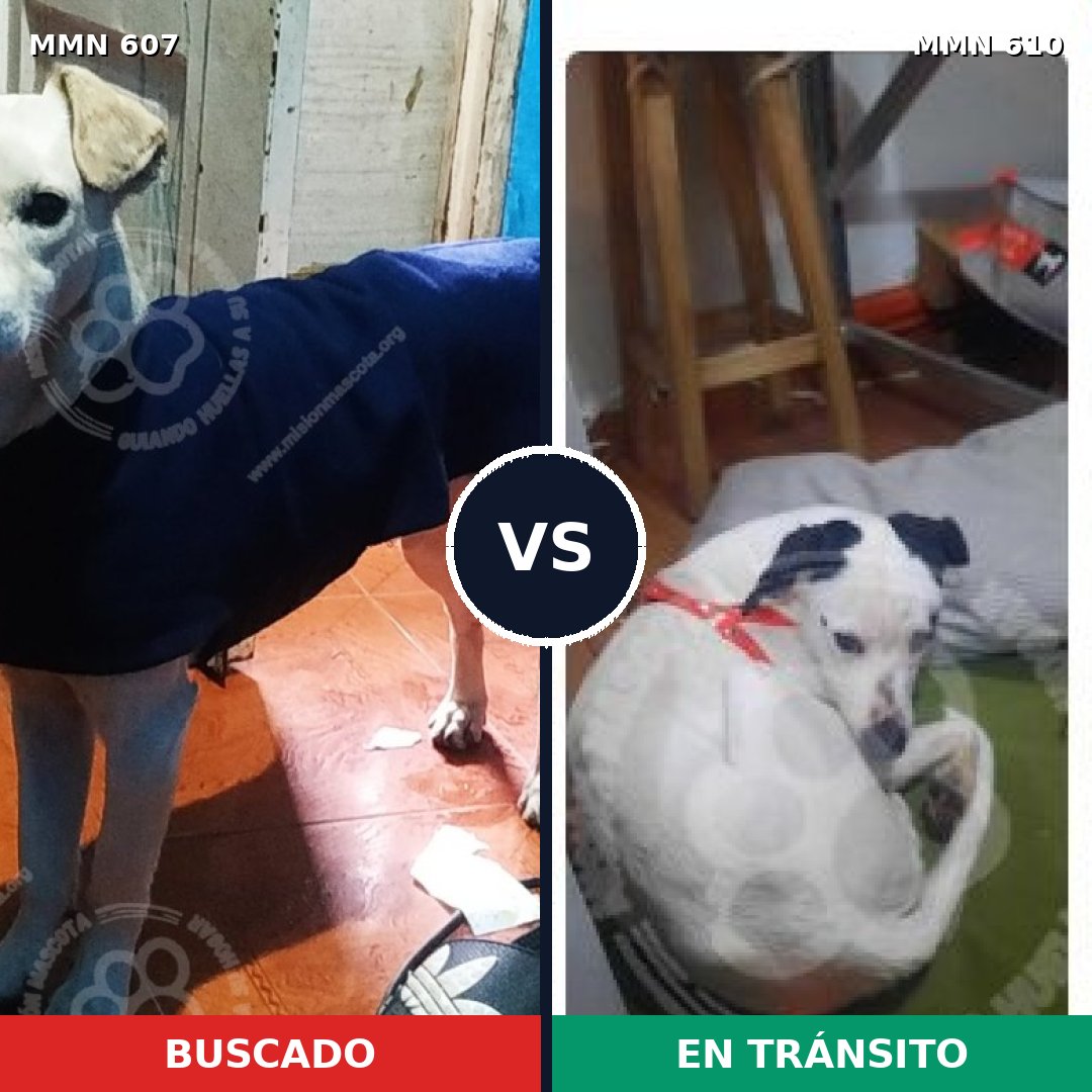 Comparativa MMS 9106: mascota perdida y mascota encontrada, 80% de similitud