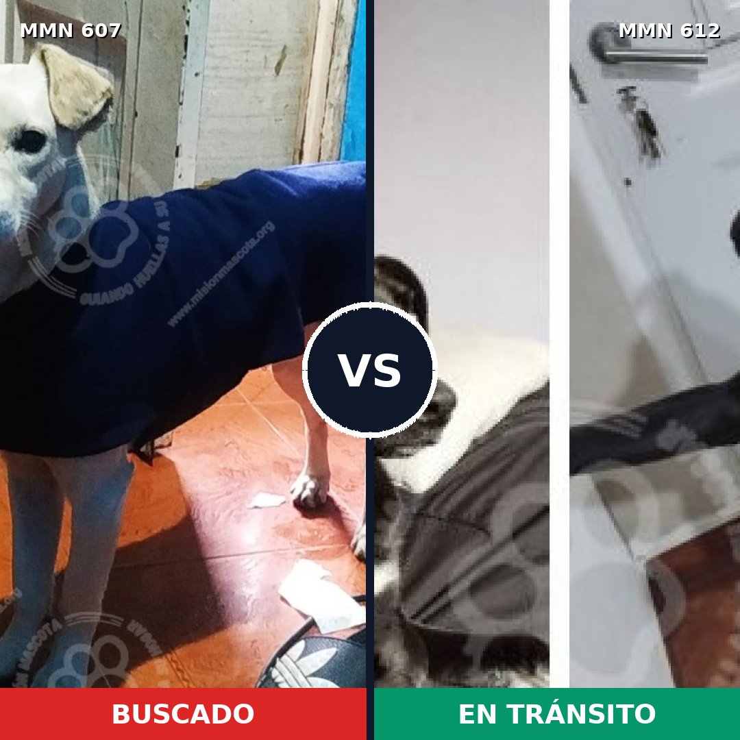 Comparativa MMS 9107: mascota perdida y mascota encontrada, 73% de similitud