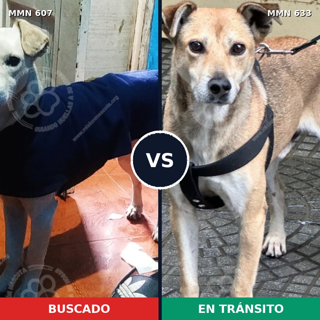 Comparativa MMS 9108: mascota perdida y mascota encontrada, 76% de similitud