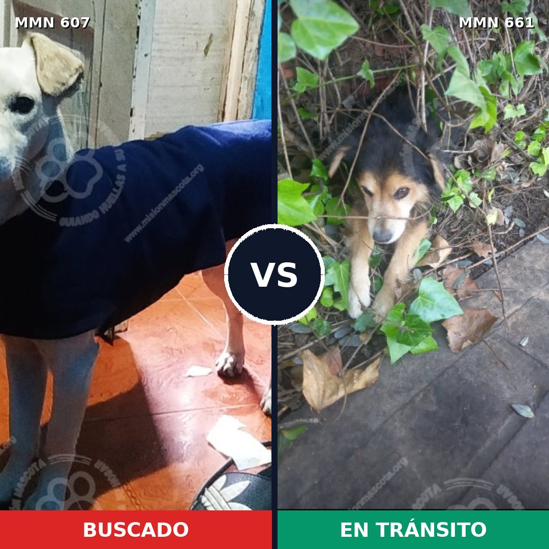Comparativa MMS 9110: mascota perdida y mascota encontrada, 38% de similitud