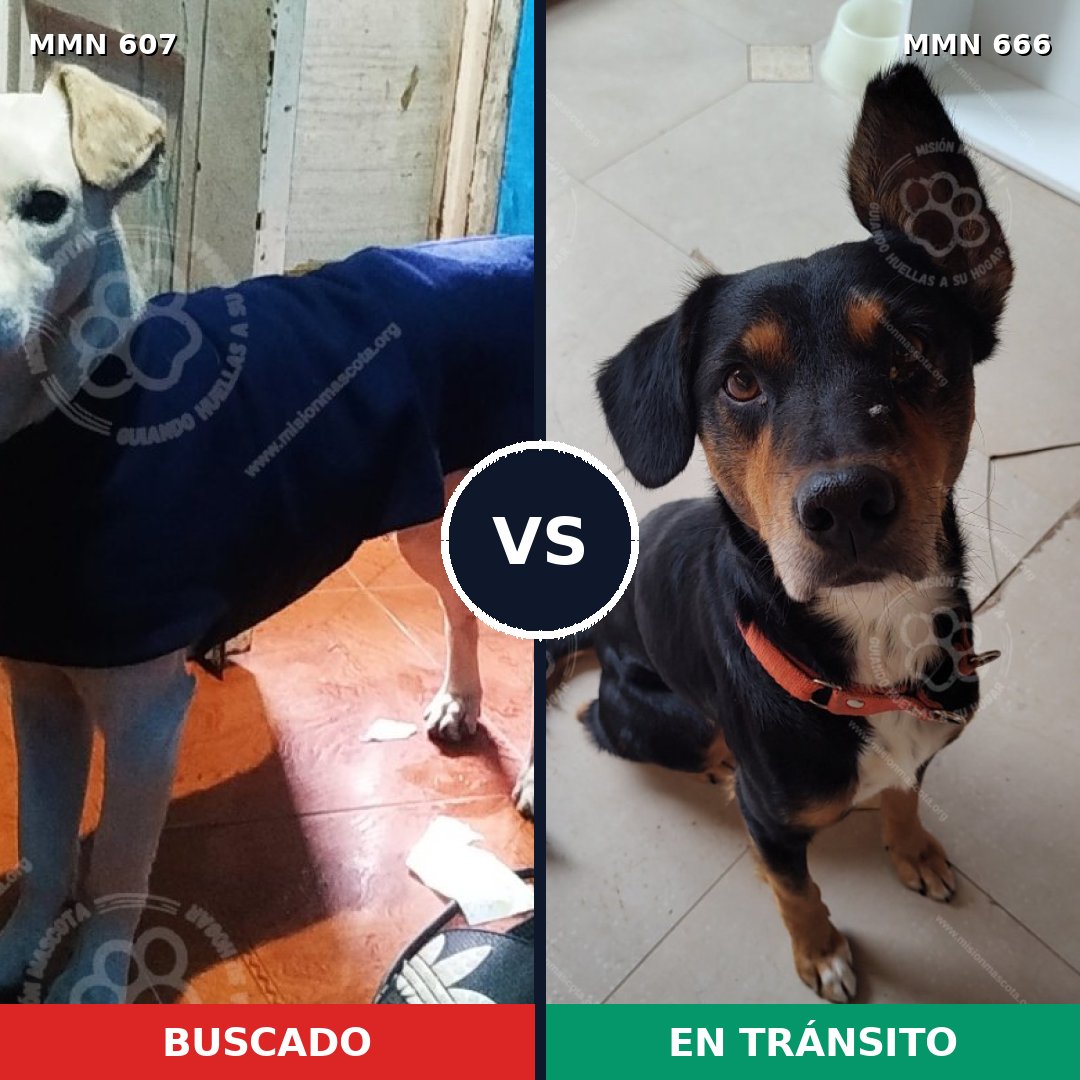 Comparativa MMS 9112: mascota perdida y mascota encontrada, 48% de similitud